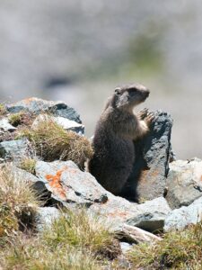 Marmot standing