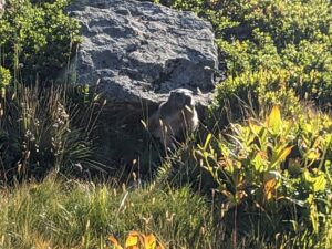 Marmot in front of a rock