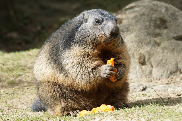 Nine things you didn't know about marmots - White Marmotte