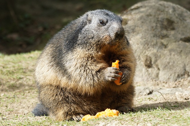 The marmot is a common example of the widlife around Chamonix