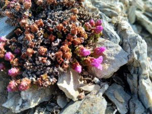 Close up of purple saxifrage