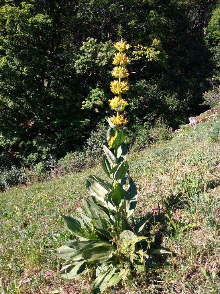 Great Yellow Gentian