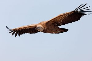 Flying Griffon Vulture