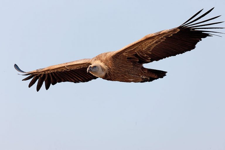 Flying Griffon Vulture