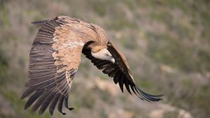 Griffon Vulture Flying