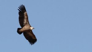 Griffon Vulture