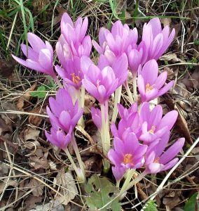 Colchicum flowers growing together