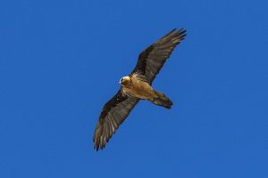 Bearded Vulture Flying