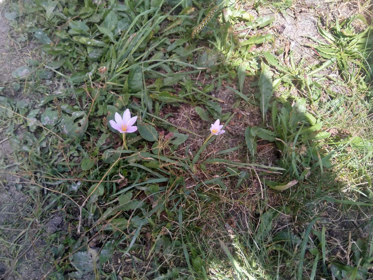 Colchicum Autumnale