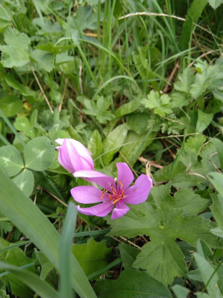 Colchicum with 6 stamens