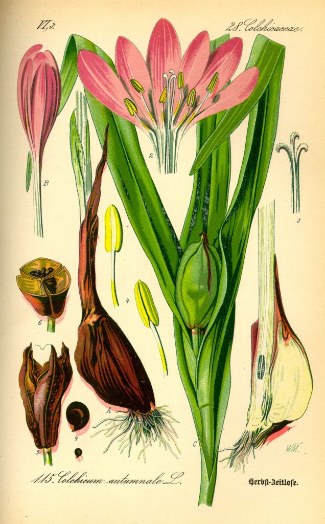 Colchicum diagram