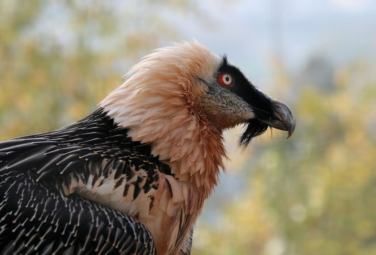 Bearded Vulture Close Up