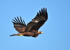 Golden Eagle Flying