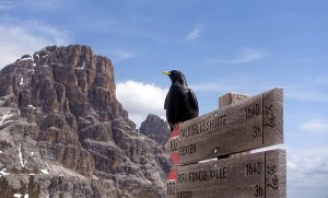 Alpine Chough