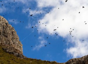 Alpine Chough Flock