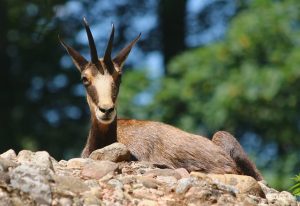 Chamois Animal Facts  Rupicapra rupicapra - A-Z Animals