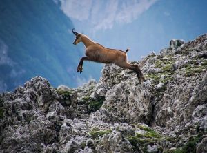 Chamois