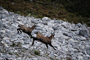 Calm wild alpine chamois with brown fur and horns walking on dry grassy  lawn covered with white snow in winter nature of national park. Generative  AI 28268538 Stock Photo at Vecteezy