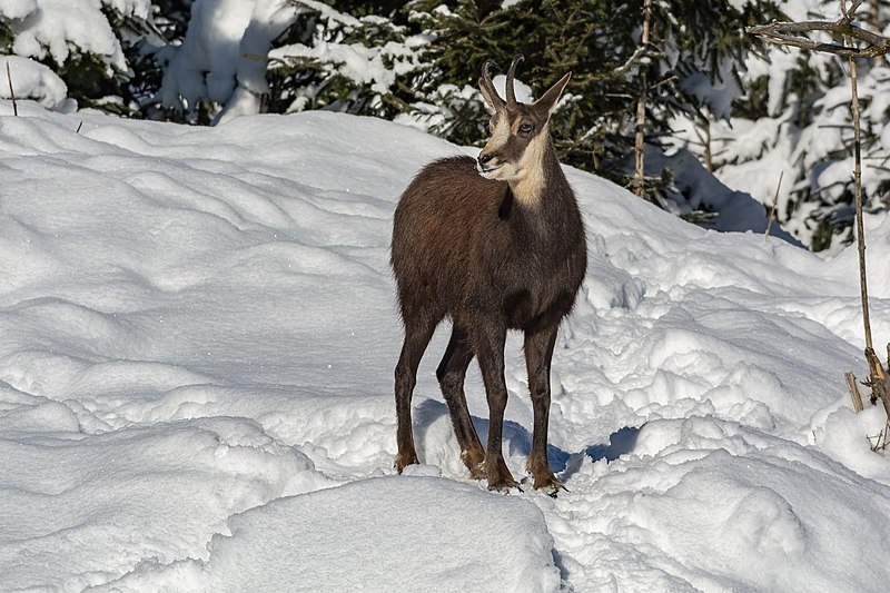 The chamois is a species of goat-antelope by strichpunkt