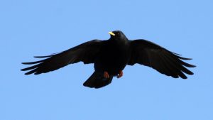 Flying Chough