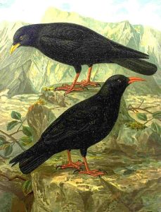 Red-billed Chough Alpine Chough