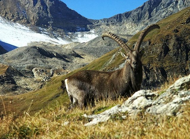 Alpine Wildlife Notes Alpine Ibex Capra Ibex White Marmotte Alpine Wildlife Notes Alpine Ibex Capra Ibex White Marmotte