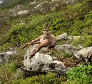 Alpine Ibex day hikes Les Deux Alpes