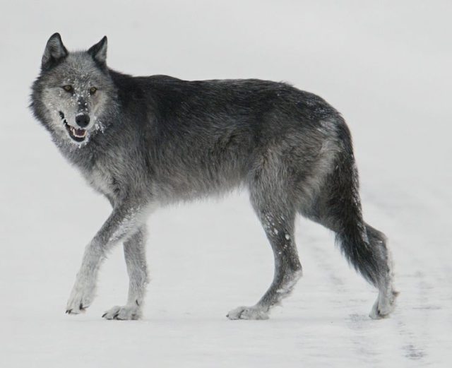 Alpine Wildlife Notes: Grey Wolf – Canis Lupus - White Marmotte