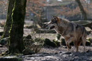 wolf walking