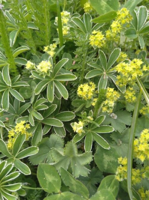 Alchemilla alpina