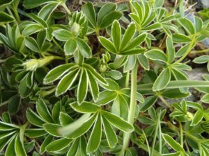 Alchemilla alpina leaves