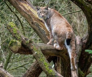 lynx in tree