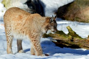 lynx in snow