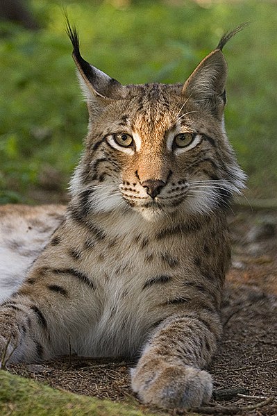 Alpine Wildlife Notes: Eurasian Lynx – Lynx Lynx - White Marmotte