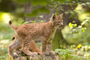 lynx cubs