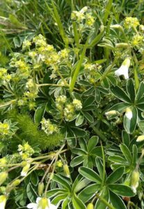 Alchemilla alpina