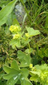 Water drops on alchemilla leaves