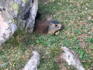Marmot emerging from a hole