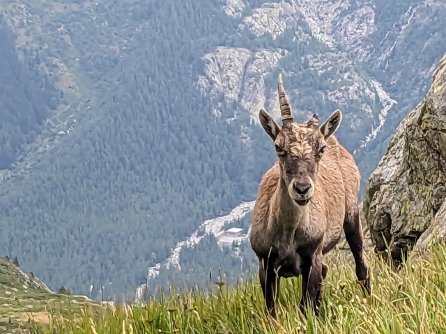 ibex seen on a summer hiking week