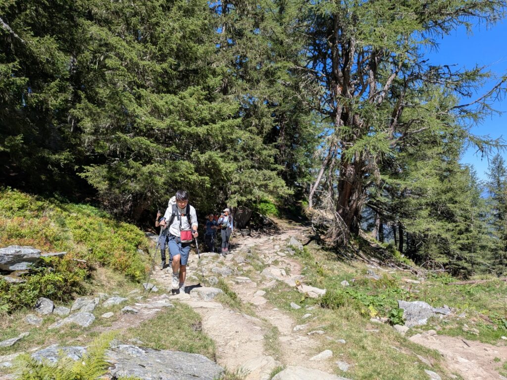 Hikers in the forest approaching Bovine Alpage